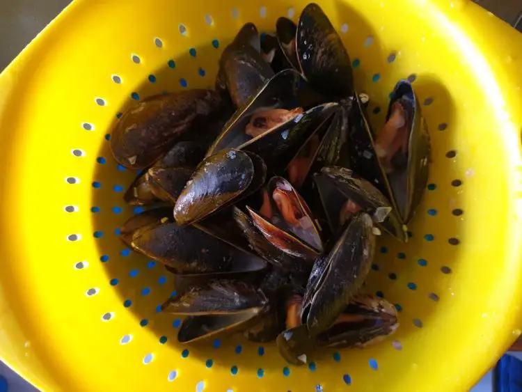 Steamed Mussels in Mustard Sauce ('Muscheln in Senfsoße') My German Table