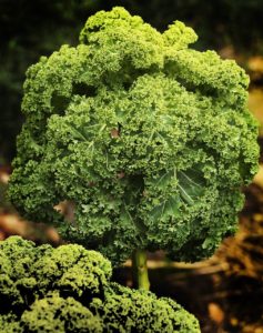 Kale Plant