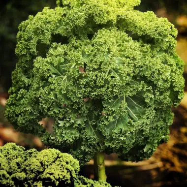 Kale Plant