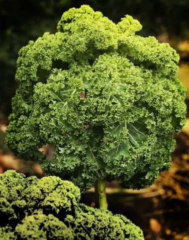 Kale Plant