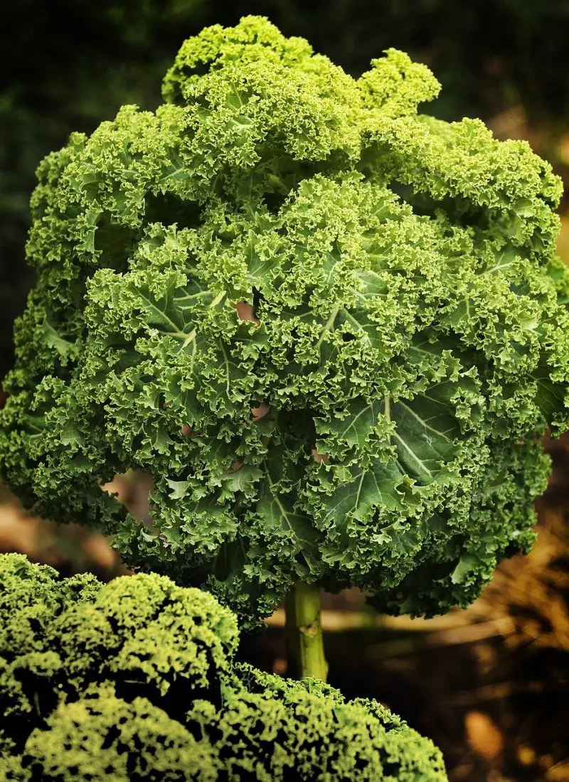 Kale Plant