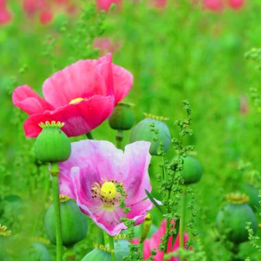 Poppy plant