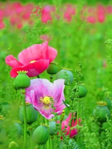 Poppy plant