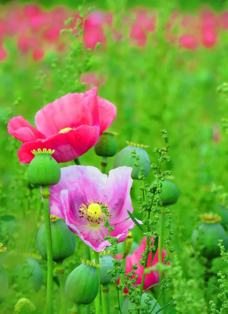Poppy plant