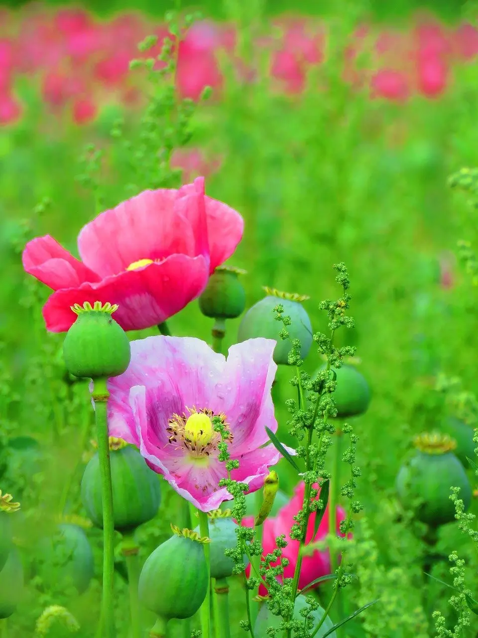 Poppy plant
