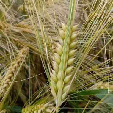 Wheat Plant