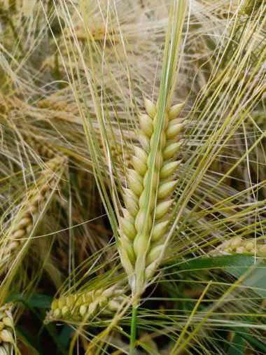 Wheat Plant