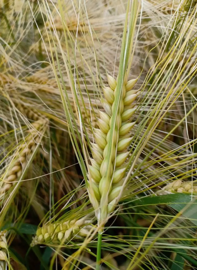 Wheat Plant