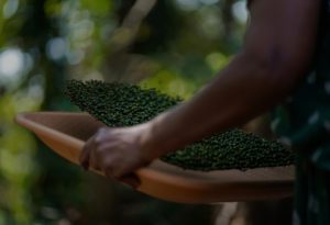 Let’s talk about pepper – Part 2: India