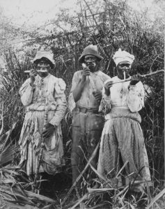Sugar Cane Harvest