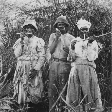 Sugar Cane Harvest