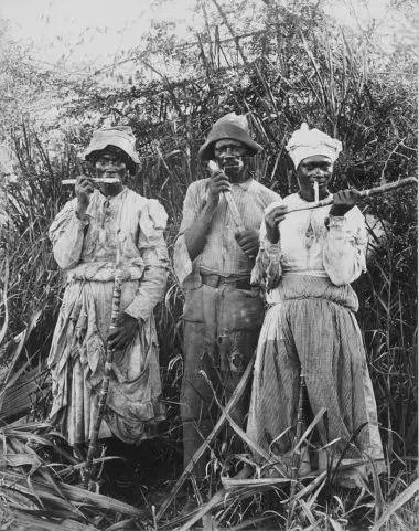 Sugar Cane Harvest