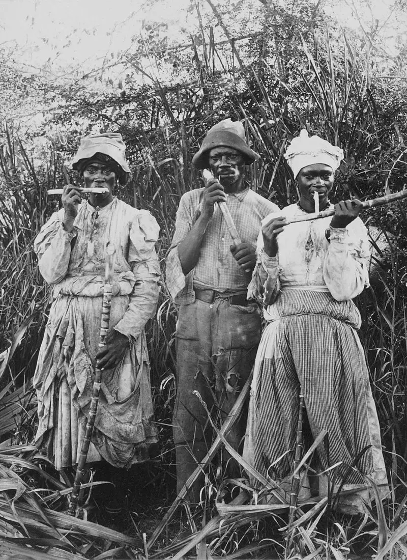 Sugar Cane Harvest