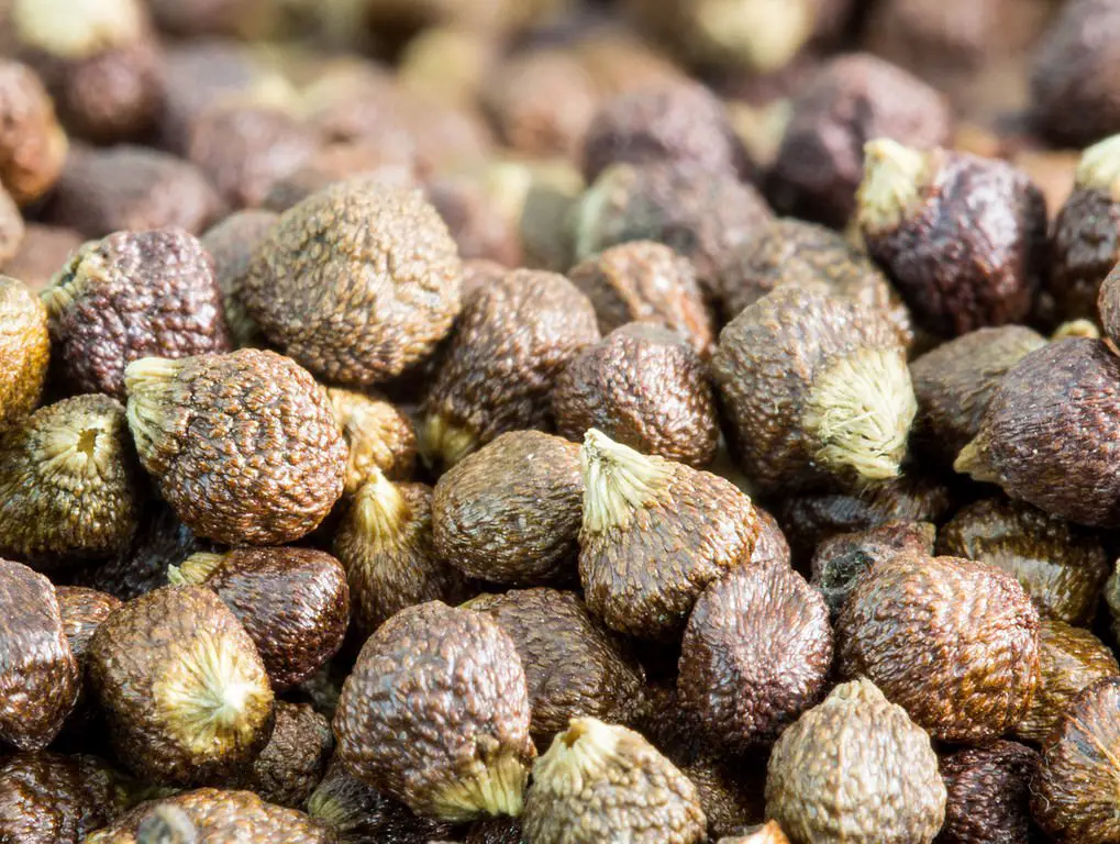 grains of paradise