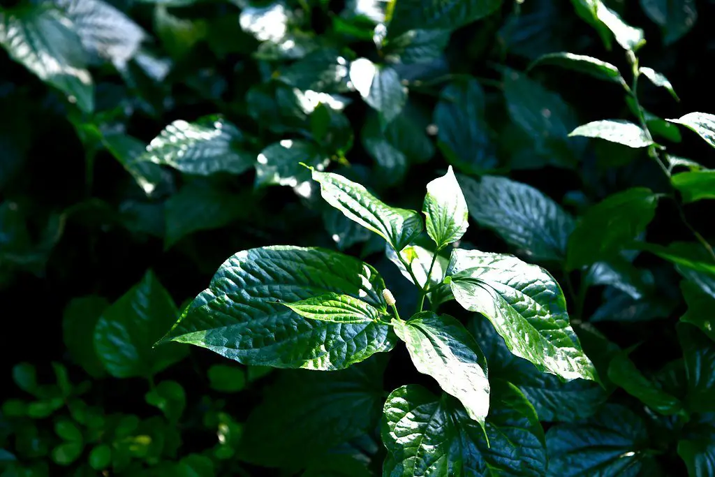 lolot leaves