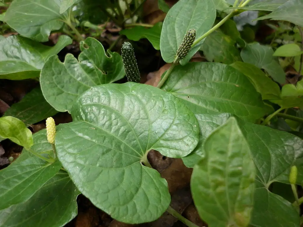 Long pepper