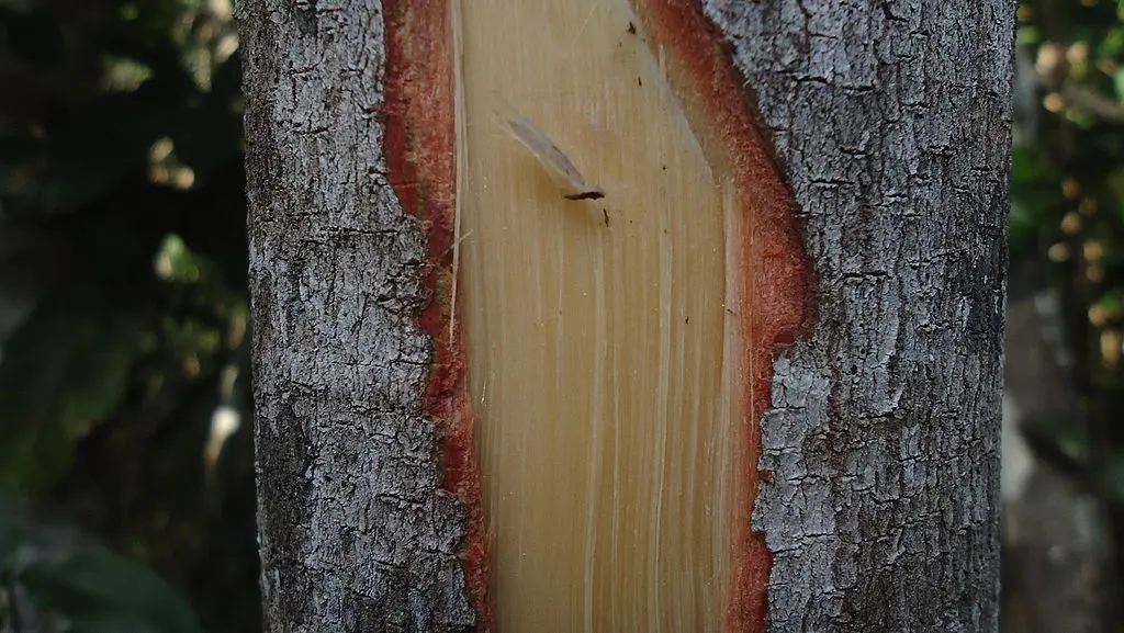 zanthoxylum wood