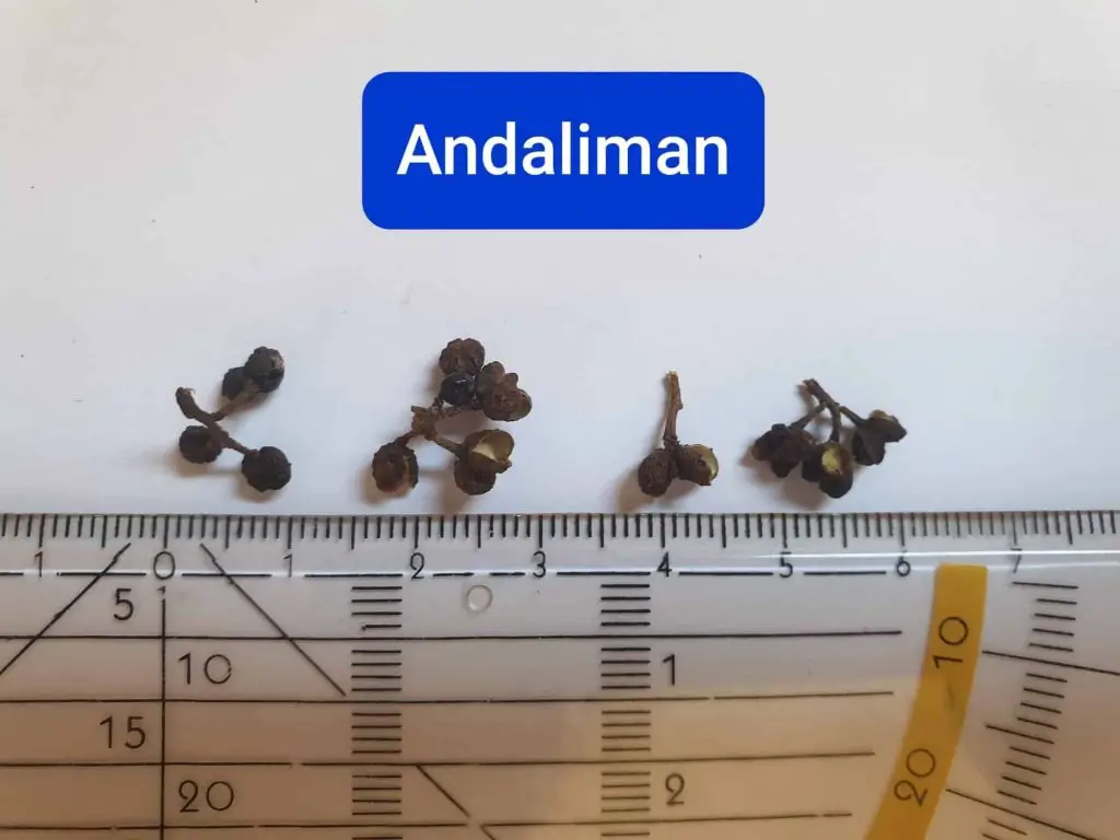 Andaliman pepper
