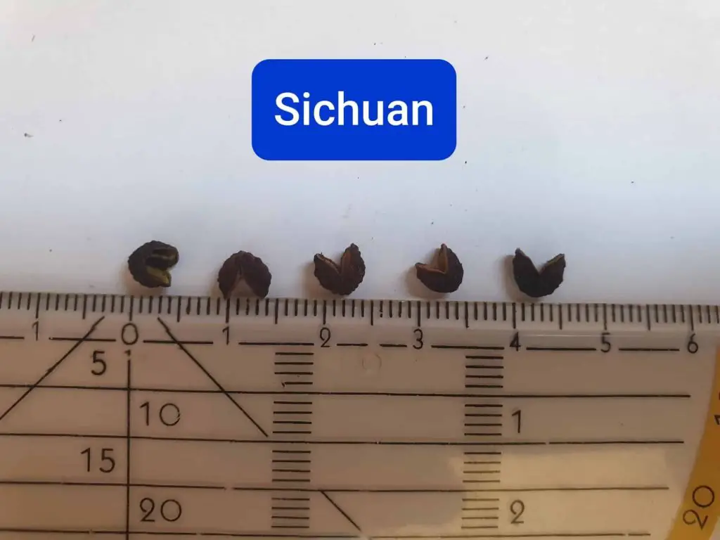 Sichuan peppercorns