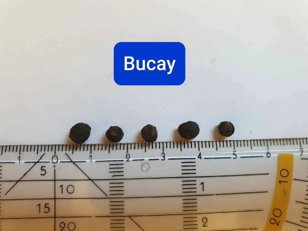 Bucay pepper