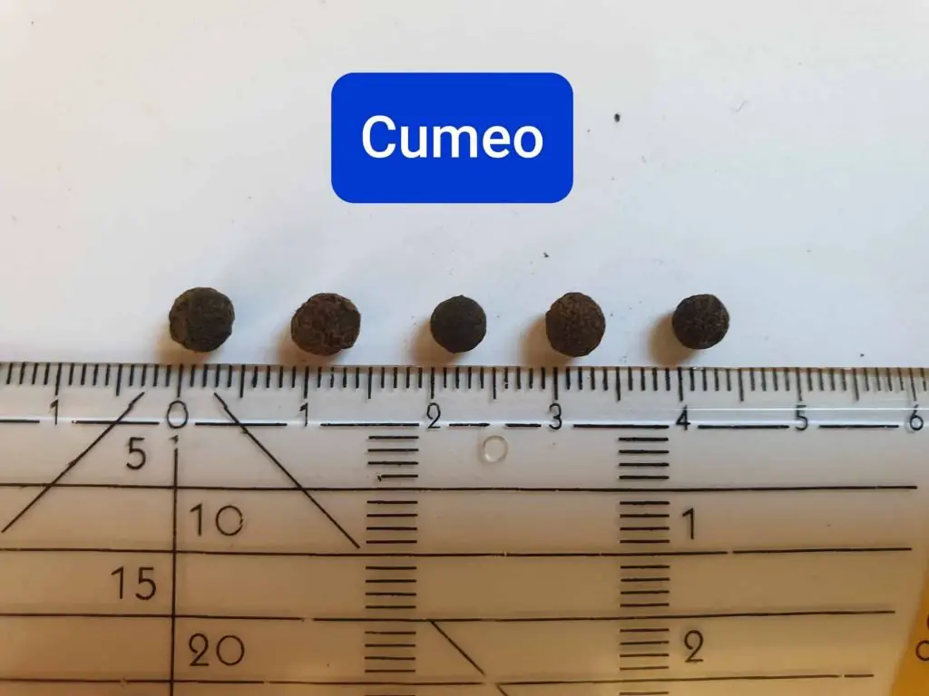 Cumeo pepper