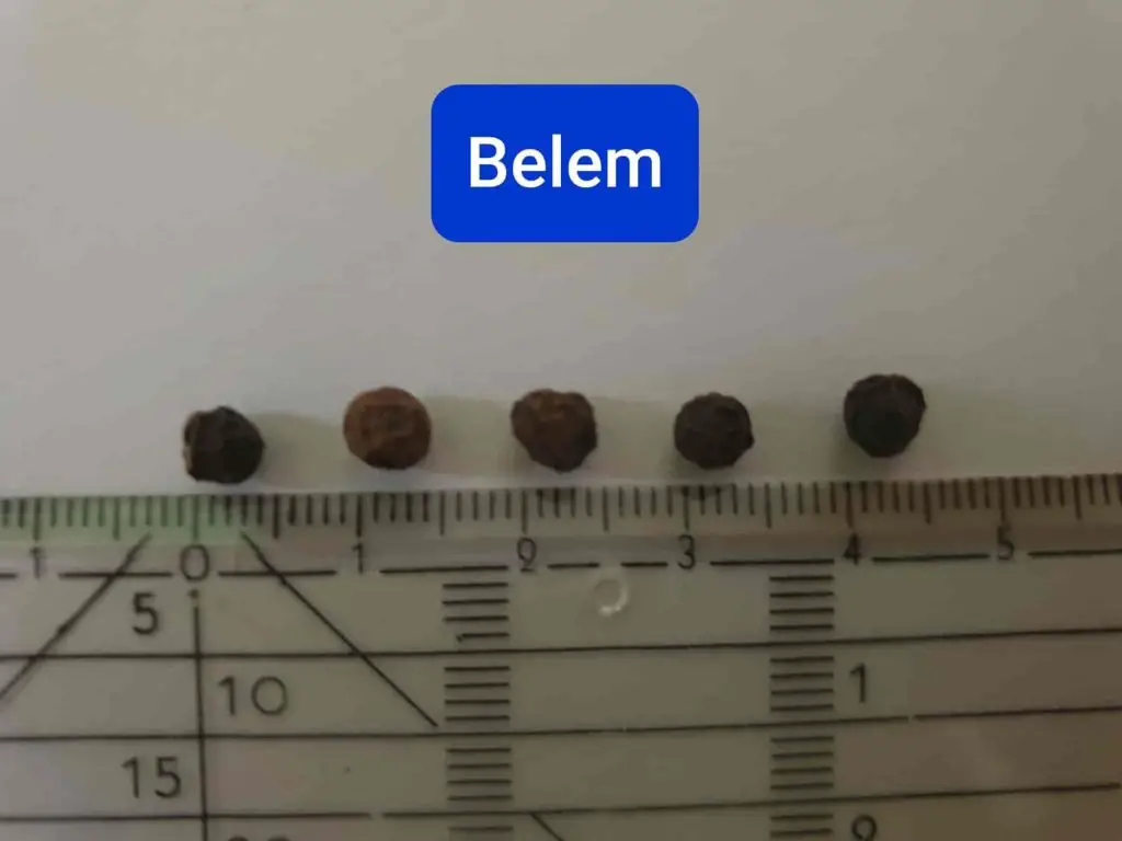 Belem pepper
