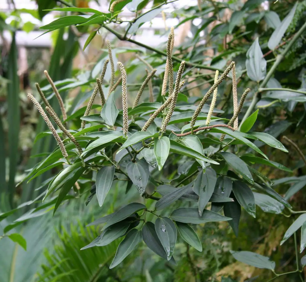 Piper cubeba