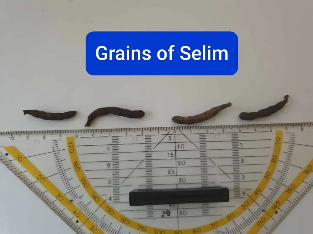 grains of selim, mohrenpfeffer