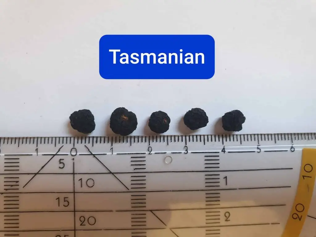 Tasmanian pepper