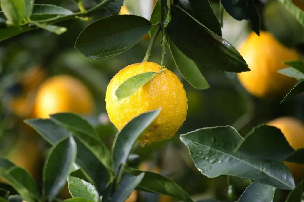 lemons on the tree