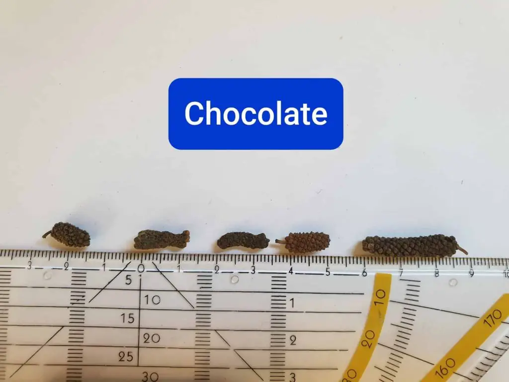chocolate pepper