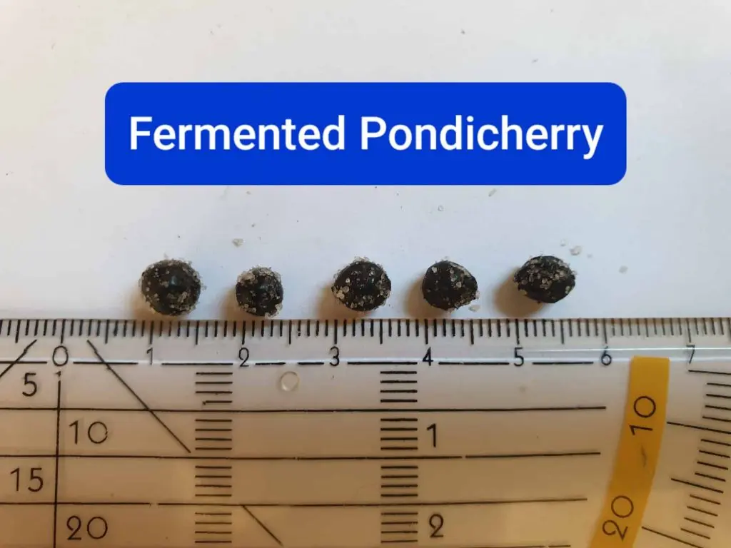 Fermented pondicherry