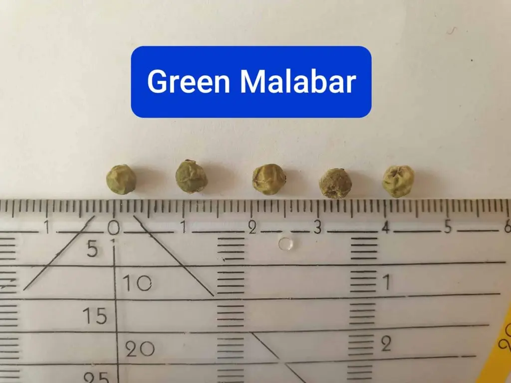 Green malabar pepper
