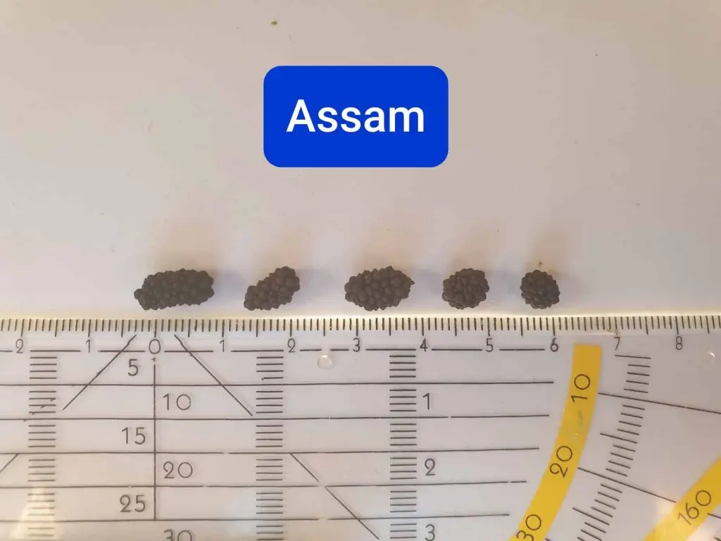 Assam pepper