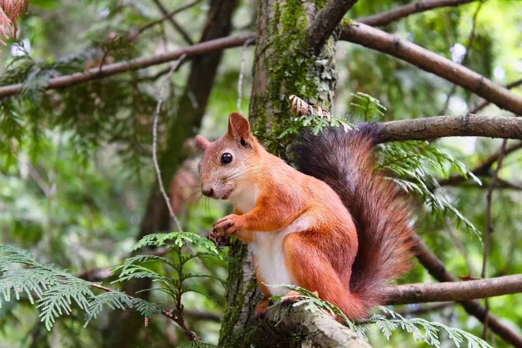 Squirrels
