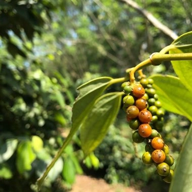 Peppercorns on the vine