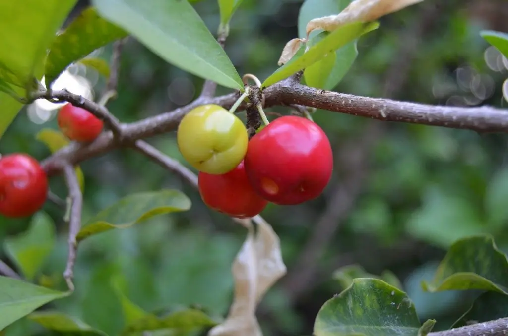 Acerola cherries on tree