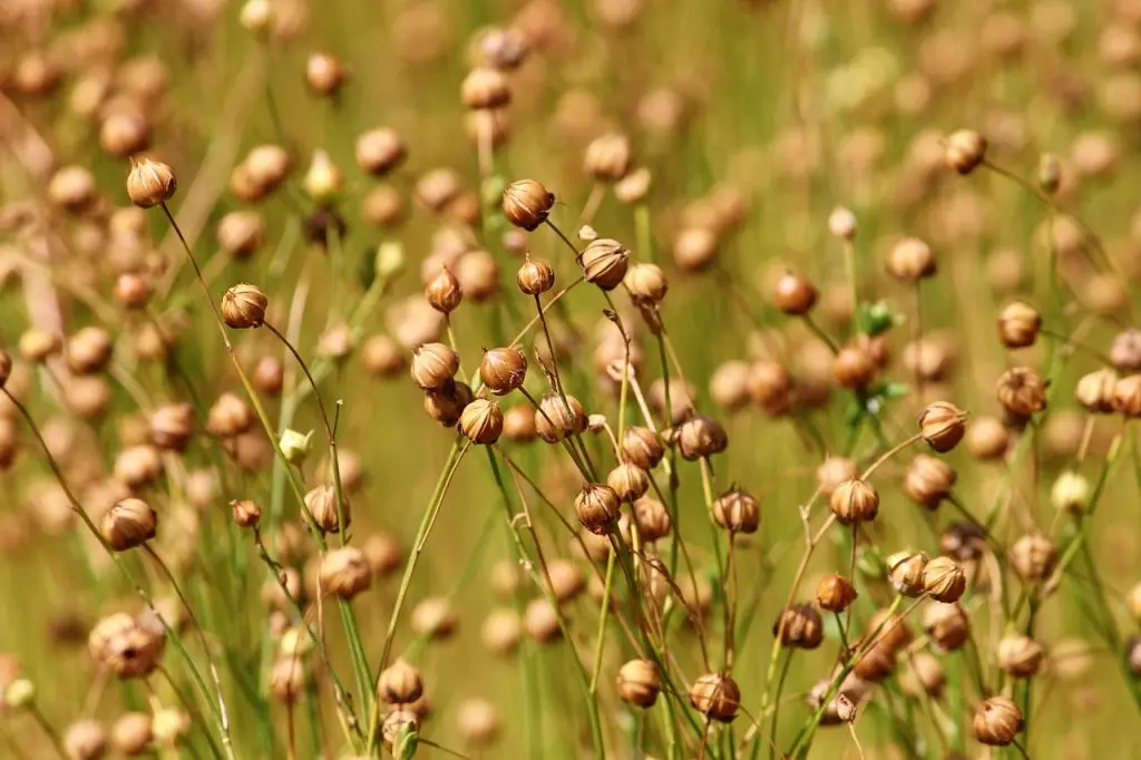 Flax plant
