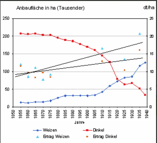 Spelt vs bread wheat cultivation in the early 20th century.