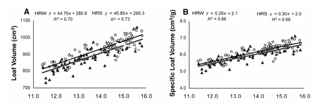 Loaf volume and specific loaf volume in dependency of the protein content