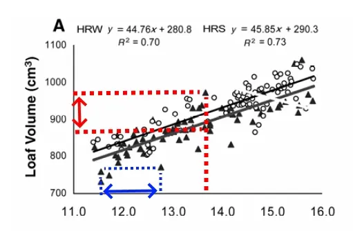 Loaf volume in dependancy of the protein content