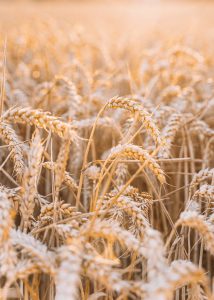 What is strong flour? An in-depth discussion