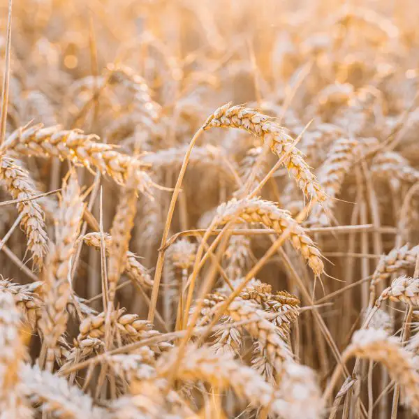 What is strong flour? An in-depth discussion