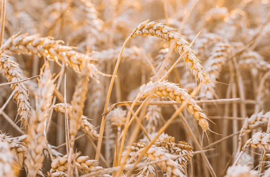 What is strong flour? An in-depth discussion