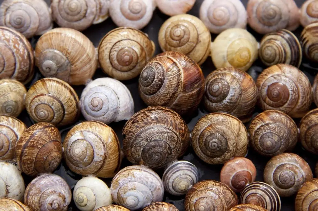 Snail shells