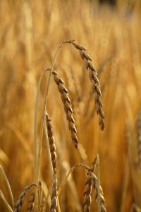 Spelt crop (Dinkel)