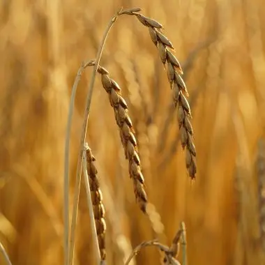 Spelt crop (Dinkel)