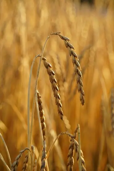 Spelt crop (Dinkel)