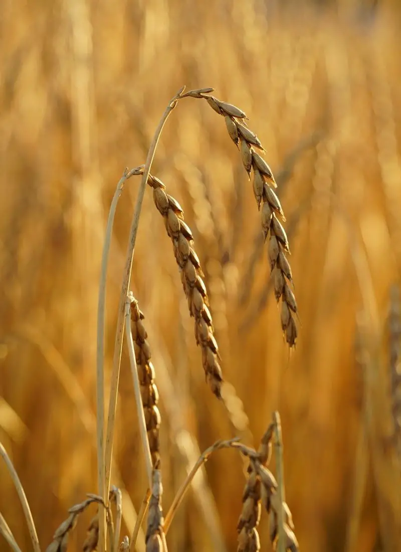 Spelt crop (Dinkel)