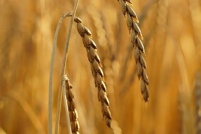 Spelt crop (Dinkel)